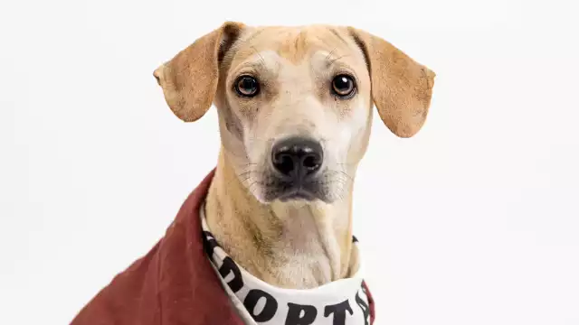 Héroe mayonesa es un perro que sobrevivió tras tener la cabeza atorada en un frasco durante seis días