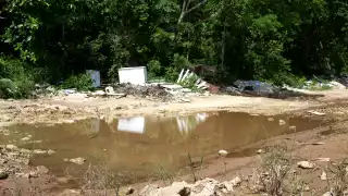 Quintana Roo suma 214 casos de dengue y detectan nueva especie de mosquito; ¿qué tan peligroso es?