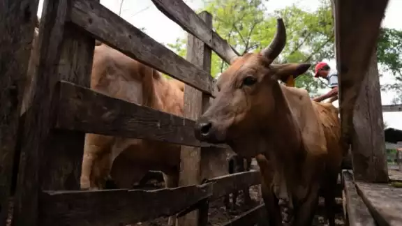 Los casos más recientes se registraron en su mayoría en bovinos aunque también se reportaron afectaciones en un equino y un perro doméstico Los casos más recientes se registraron en su mayoría en bovinos aunque también se reportaron afectaciones en un equino y un perro doméstico