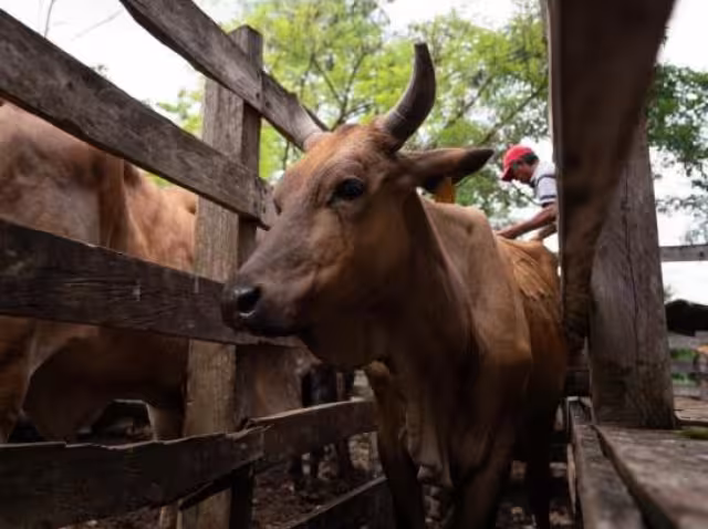 Los casos más recientes se registraron en su mayoría en bovinos aunque también se reportaron afectaciones en un equino y un perro doméstico