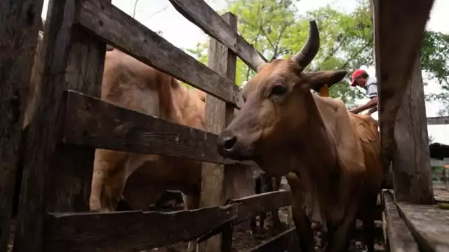 Los casos más recientes se registraron en su mayoría en bovinos aunque también se reportaron afectaciones en un equino y un perro doméstico