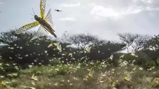 Cosechas en riesgo: Langostas vistas en Isla Arena podrían estar ocultas en Hecelchakán