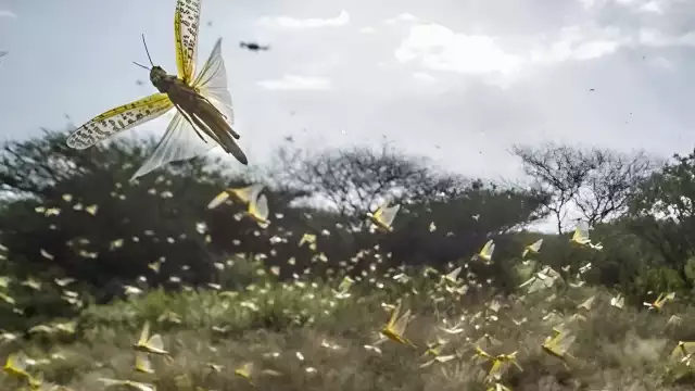 Las langostas que ingresaron a Isla Arena la semana pasada no han sido localizadas