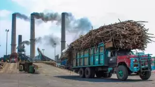 Productores de caña continúan enfrentando problemas económicos en Chetumal