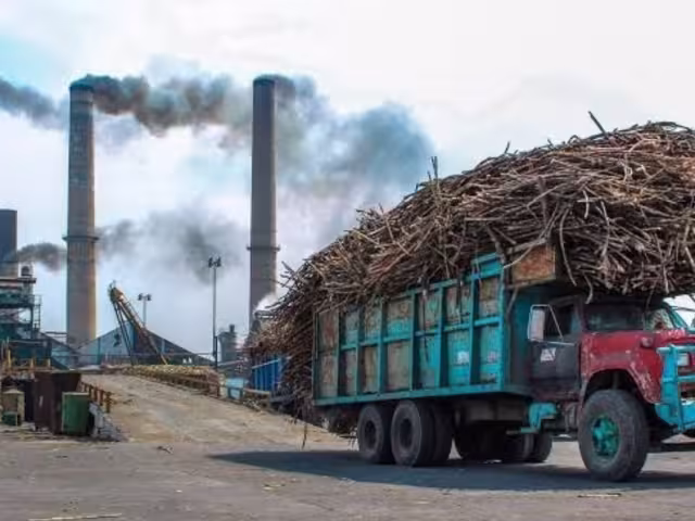 Productores de caña continúan enfrentando problemas económicos en Chetumal