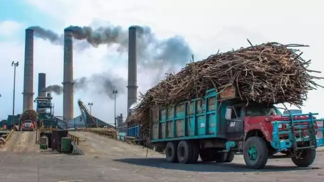 Productores de caña continúan enfrentando problemas económicos en Chetumal
