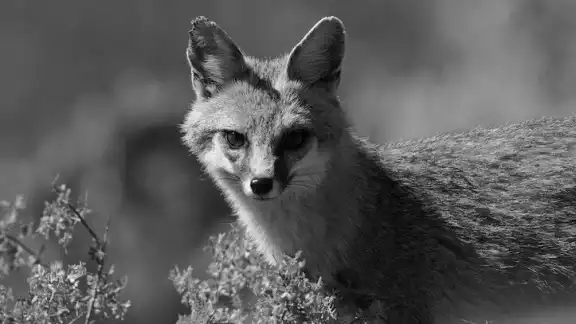 El zorro gris es un cánido silvestre que ha encontrado refugio en terrenos y parches de vegetación del norte de Mérida El zorro gris es un cánido silvestre que ha encontrado refugio en terrenos y parches de vegetación del norte de Mérida