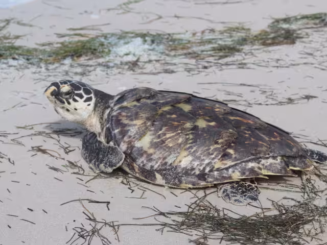 El período de anidación de tortugas marinas en las costas de Yucatán dio inicio hace algunos días en Sisal y Telchac Puerto
