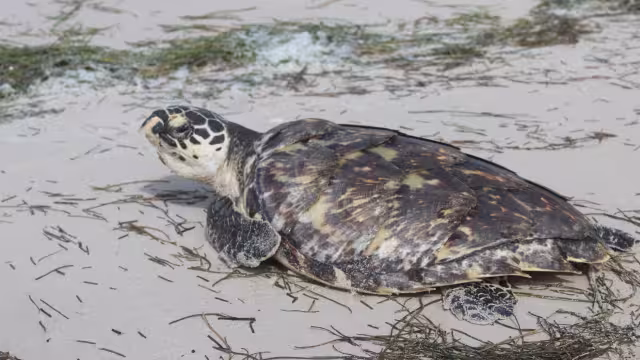 El período de anidación de tortugas marinas en las costas de Yucatán dio inicio hace algunos días en Sisal y Telchac Puerto