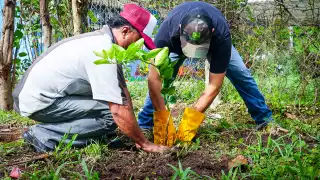 Sembrando Vida reduce tala clandestina y reforesta 55 mil hectáreas en Campeche