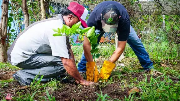 El programa Sembrando Vida ha reducido la tala clandestina en Campeche en un 90%.