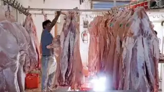 Atienden reportes de rastros clandestinos en zona sur de Quintana Roo 