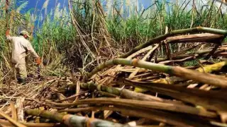 En riesgo la zafra 2025-2026 en Quintana Roo; productores cañeros enfrentan condiciones adversas