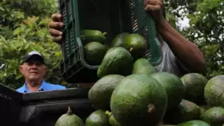 Michoacán refuerza seguridad para inspectores agrícolas de EU, como medida clave para exportaciones de aguacate y mango