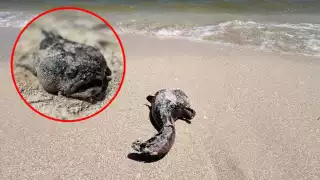  Alerta en Yucatán: Florecimiento algal nocivo pone en riesgo al pez sapo, especie endémica del estado   