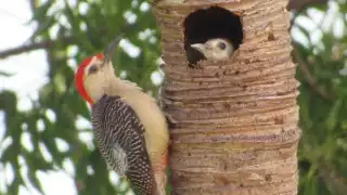 Ambos padres son encargados de resguardar el nido