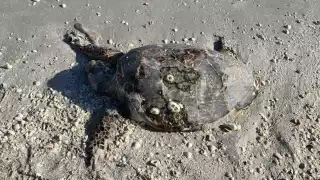 Aparece tortuga carey muerta en Playa Norte en Ciudad del Carmen; alertan por amenazas a la especie