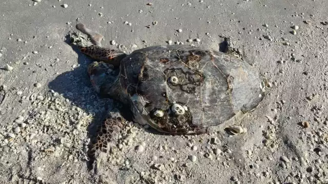 Una tortuga carey en descomposición apareció muerta en Playa Norte, Ciudad del Carmen.