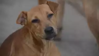 Primer caso de maltrato animal: Mujer resguarda a perrito agredido por un hombre en José María Morelos