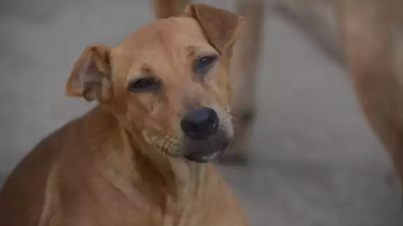 Vecinos comenzaron a curar las heridas del perrito mientras averiguaban si tenía dueño
