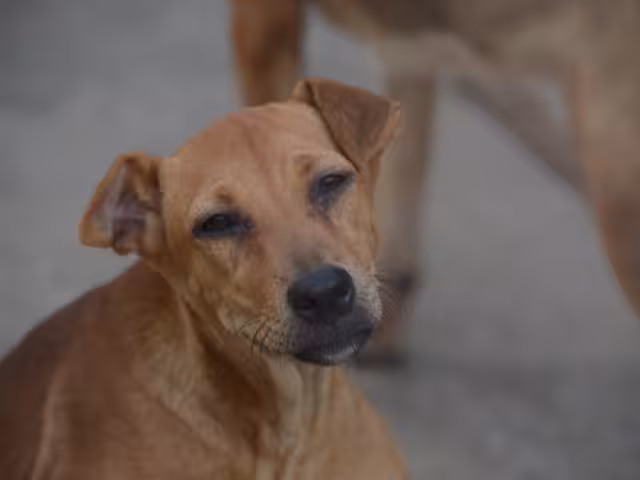 Vecinos comenzaron a curar las heridas del perrito mientras averiguaban si tenía dueño