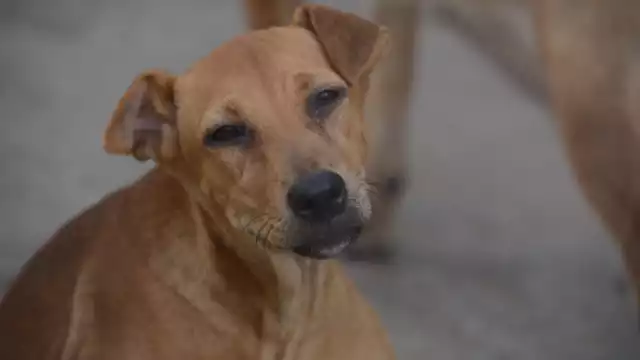Vecinos comenzaron a curar las heridas del perrito mientras averiguaban si tenía dueño