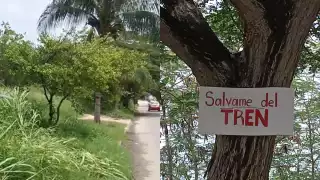   En Campeche, vecinos de Santa Lucía  se oponen a la reubicación de árboles por el Tren Ligero  