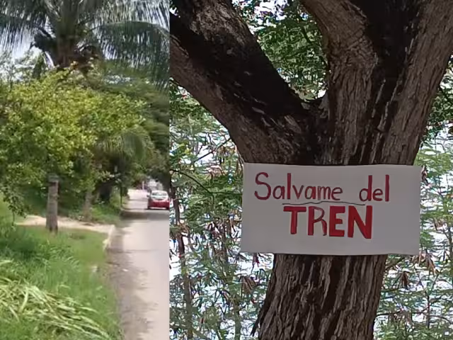 La obra del Tren Ligero en la Calle 102 del Barrio de Santa Lucía es vista positivamente por los ciudadanos, pero desaprueban la reubicación de los árboles.