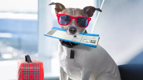 Las personas ya pueden viajar cómodos con sus mascotas con la creación de una nueva aerolínea Las personas ya pueden viajar cómodos con sus mascotas con la creación de una nueva aerolínea