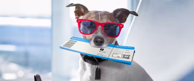Las personas ya pueden viajar cómodos con sus mascotas con la creación de una nueva aerolínea