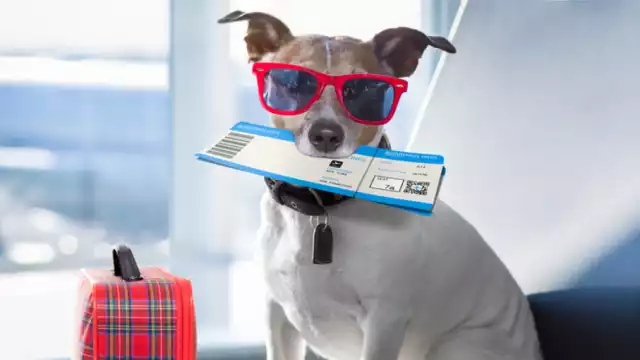 Las personas ya pueden viajar cómodos con sus mascotas con la creación de una nueva aerolínea