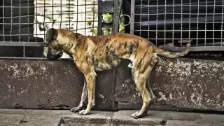 "Hemos rebasado los focos rojos": Suman más de 800 denuncias por maltrato animal en Yucatán 