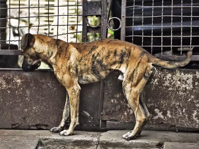 Actualmente, solo un caso ha derivado en prisión para un agresor