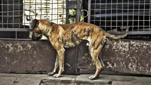 Actualmente, solo un caso ha derivado en prisión para un agresor