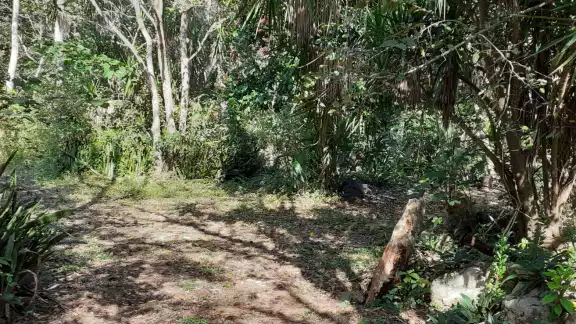 El cadáver fue encontrado en medio de la vegetación y estaba cubierto por una tipo cortina color café El cadáver fue encontrado en medio de la vegetación y estaba cubierto por una tipo cortina color café