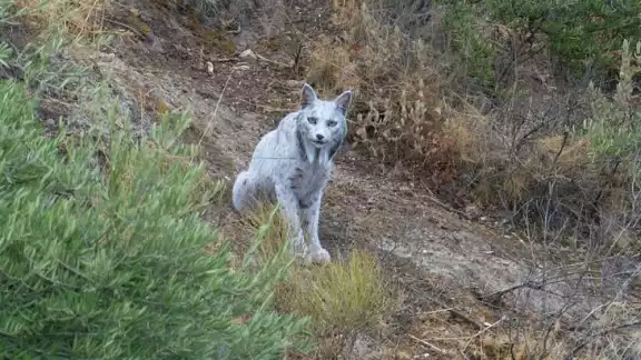 La aparición de un lince ibérico blanco provocó gran controversia a nivel mundial La aparición de un lince ibérico blanco provocó gran controversia a nivel mundial