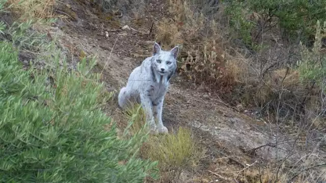 La aparición de un lince ibérico blanco provocó gran controversia a nivel mundial