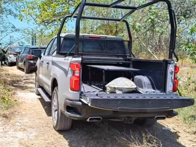 Tortuga blanca fallecida encontrada en aguas de Isla del Carmen