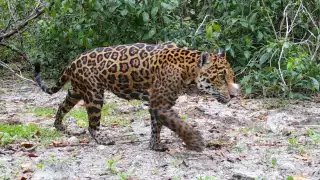 Para que el jaguar deje de ser considerado una especie en peligro de extinción, se requerirían entre 8 mil y 10 mil jaguares en libertad