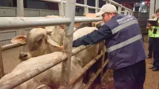 Detectan nuevos brotes de gusano barrenador en San Antonio Ebulá y Chiná