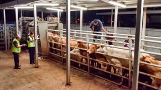 Ganadería local en riesgo: autoridades buscan frenar impacto de la plaga