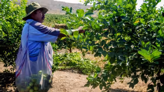 Falta de lluvias seca cítricos en Yucatán y afecta ingresos de productores