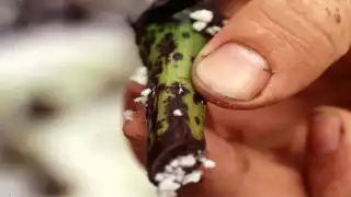 Tratar con el hongo fusarium es una prioridad urgente