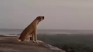 Perro aúlla en la cima de Chichén Itzá y se vuelve viral     