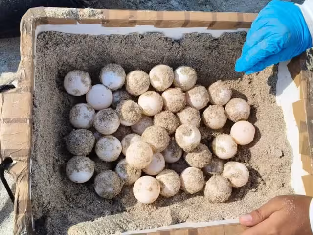 Tortuga carey desovó en Playa Norte, siendo la segunda anidación de la temporada 2025