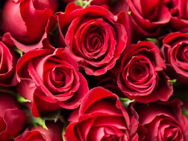 Estos son los ramos que están de moda para regalar este 14 de febrero