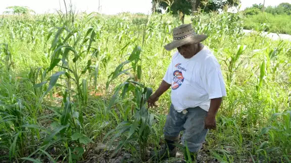 El desperfecto fue provocado por un bajón de energía eléctrica, justo cuando se preparaban para sembrar hortalizas, como pepino, maíz, limón y naranja