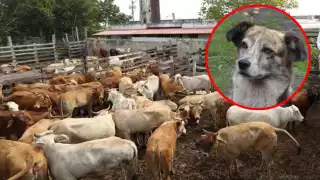 Caso de gusano barrenador en un perro se dio en Peto y no en Mérida: Señalan mal procedimiento para tratarlo   