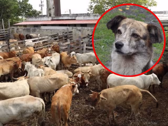 Un par de médicos veterinarios rescataran al can en Peto y lo trajeron a Mérida