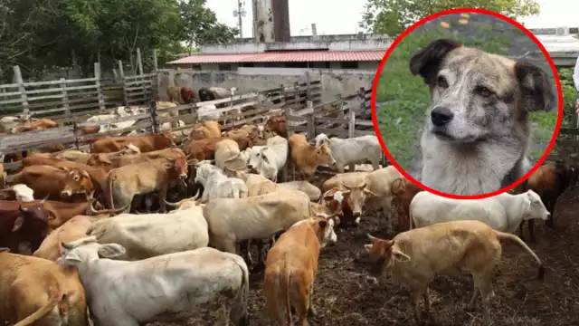 Un par de médicos veterinarios rescataran al can en Peto y lo trajeron a Mérida